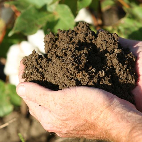 Hands holding soil