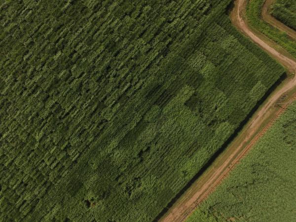 Aerial field shot
