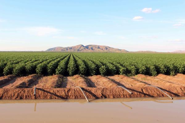 Cotton in Kununurra
