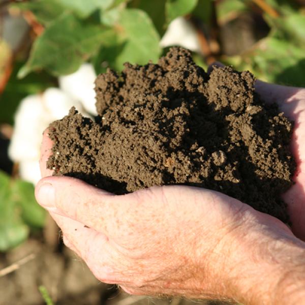 Hands holding soil