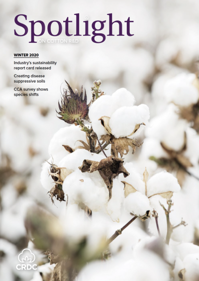 One open cotton boll in focus among a field of open cotton bolls. 